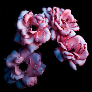 Meet your Posher, Evelyn